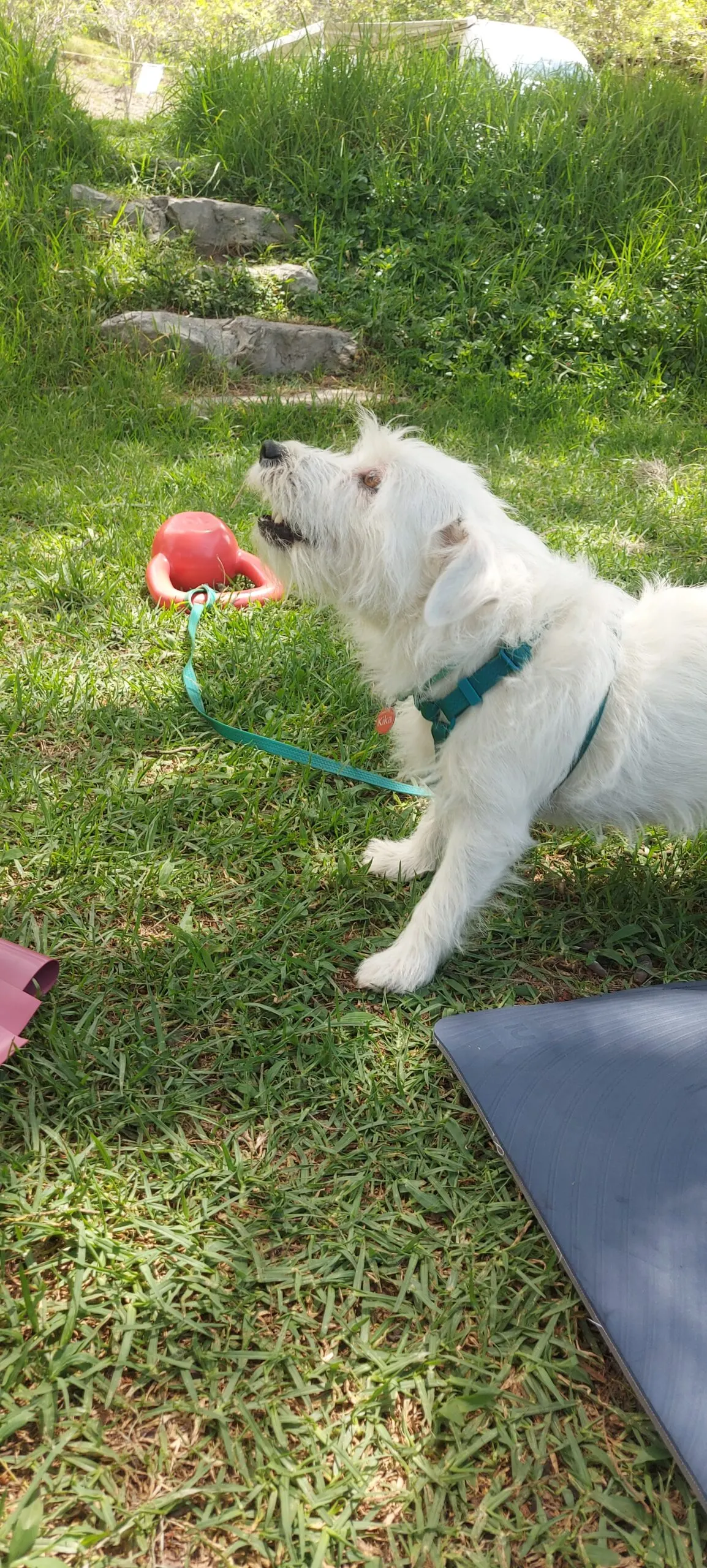 Trae a tu amigo de cuatro patas y disfruten juntos de un ambiente acogedor